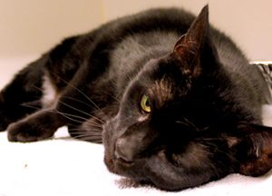 Read more about the article Adopt-a-Pet: Snoobie