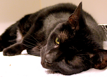 You are currently viewing Adopt-a-Pet: Snoobie