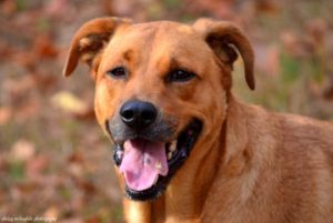 Read more about the article Adopt-a-Pet: Scoobie