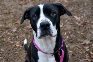 Read more about the article Adopt-a-Pet: Gigi