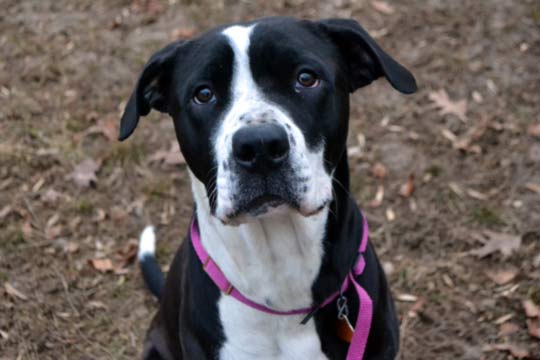You are currently viewing Adopt-a-Pet: Gigi