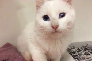 Read more about the article Adopt-a-Pet: Leche