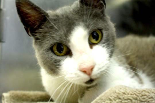You are currently viewing Adopt-a-Pet: Smarty