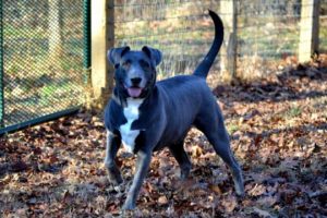 Read more about the article Adopt-a-Pet: Mosby