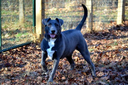 You are currently viewing Adopt-a-Pet: Mosby