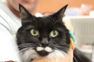 Read more about the article Adopt-a-Pet: Zoey
