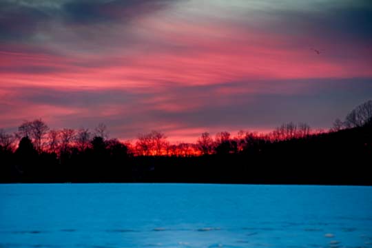 You are currently viewing Photo of the Week: Geese in a Pastel Sky