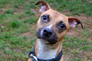 Read more about the article Adopt-a-Pet Feb. 5: Hazelnut