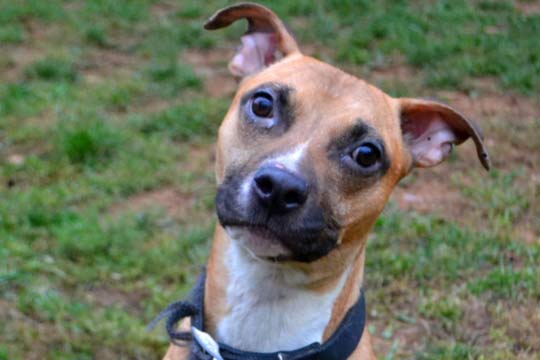 You are currently viewing Adopt-a-Pet Feb. 5: Hazelnut