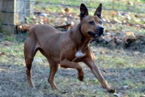 Read more about the article Adopt-a-Pet Feb. 12: Noel