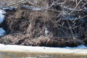 Read more about the article A Bird in the Brush