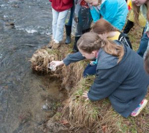 Students release fingering brook trout into Pocopson Creek as part of the Trout in the Classroom program.