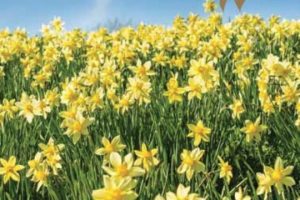 Read more about the article Winterthur adds new rite of spring