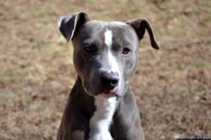 Read more about the article Adopt-a-Pet: Dustin