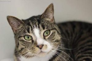 Read more about the article Adopt-a-Pet: Kixx