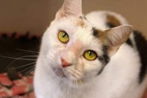 Read more about the article Adopt-a-Pet: Milo