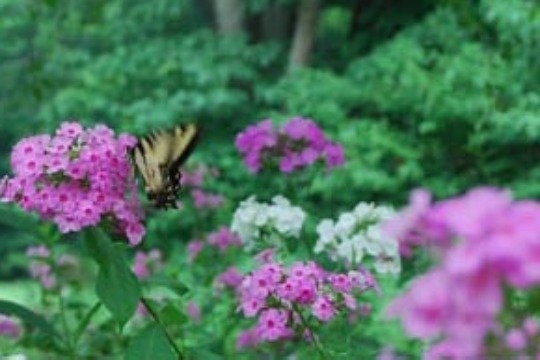 You are currently viewing Walk on wild side at annual native plant sale