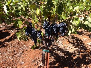 Grapes that will be used for [Ee'z] thrive  at the Beatty Vineyard on Howell Mountain in California.