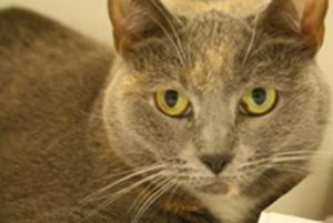 Read more about the article Adopt-a-Pet: Millie