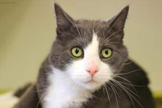 You are currently viewing Adopt-a-Pet: Whiskers
