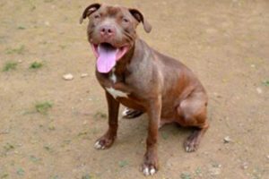 Read more about the article Adopt-a-Pet: Biscuit