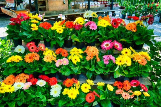 You are currently viewing Photo of the Week: Flavors for the Eye
