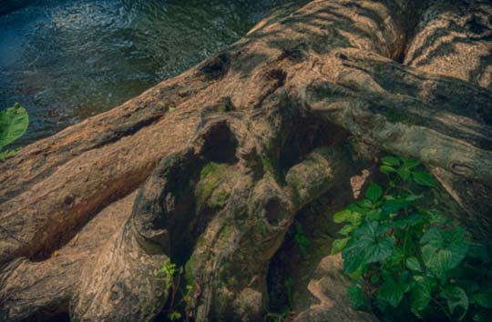 You are currently viewing Photo of the Week: Howling from the Roots