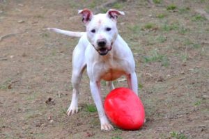 Read more about the article Adopt-a-Pet: Brutus