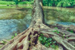 Read more about the article Photo of the Week: Swamp Thing