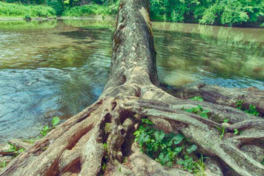 You are currently viewing Photo of the Week: Swamp Thing