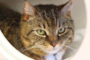 Read more about the article Adopt-a-Pet: Leah