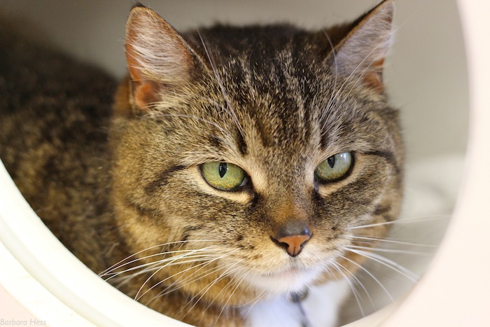 You are currently viewing Adopt-a-Pet: Leah