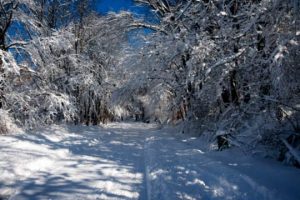 Read more about the article Photo of the Week: Webbs of Snow