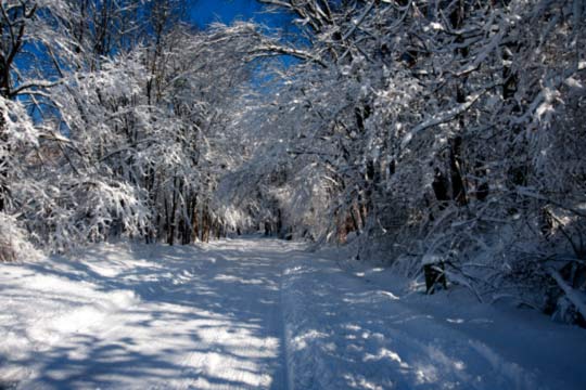 You are currently viewing Photo of the Week: Webbs of Snow