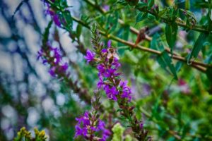 Read more about the article Photo of the Week: Buzzy Body