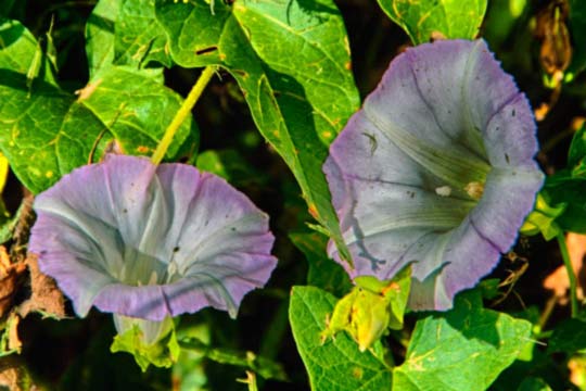 You are currently viewing Photo of the Week: Late Summer Petals