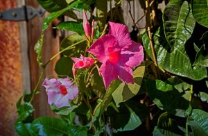 Read more about the article Photo of the Week: Late Summer Bloom