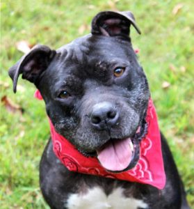 Read more about the article Adopt-a-Pet: Frangelica