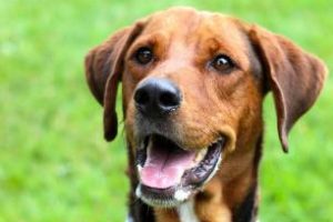 Read more about the article Adopt-a-Pet. Sept. 17: Lucy