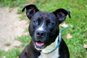 Read more about the article Adopt-a-Pet: Mo