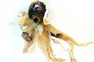 Read more about the article Museum’s ‘critter’ craze extends to Halloween