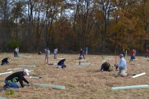 Members of the Brandywine Conservancy &l Museum of Art spread out to demonstrate their tree-planting prowess at Potts Meadow in Chadds Ford.