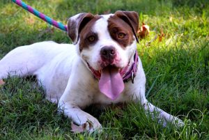 Read more about the article Adopt-a-Pet: Jane