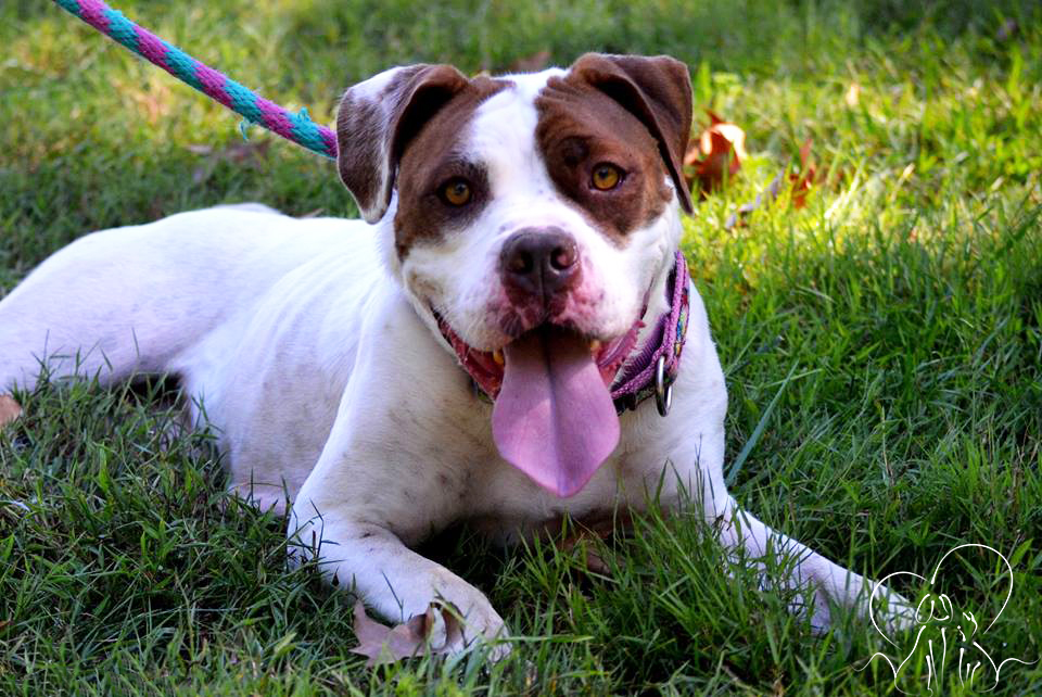 You are currently viewing Adopt-a-Pet: Jane