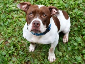 Read more about the article Adopt-a-Pet: Joy