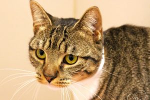 Read more about the article Adopt-a-Pet: Della