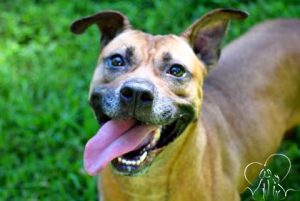 Read more about the article Adopt-a-Pet: Kacey