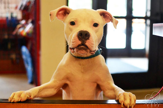 You are currently viewing Adopt-a-Pet: Sonny