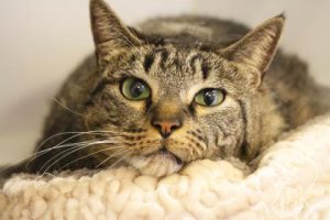 Read more about the article Adopt-a-Pet: Thomas