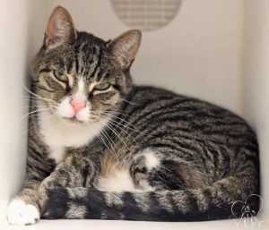 Read more about the article Adopt-a-Pet Dec. 14-20